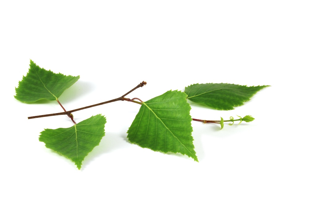 5 Benefits of Birch Bark, Leaves, and Twigs – Euphoric Herbals