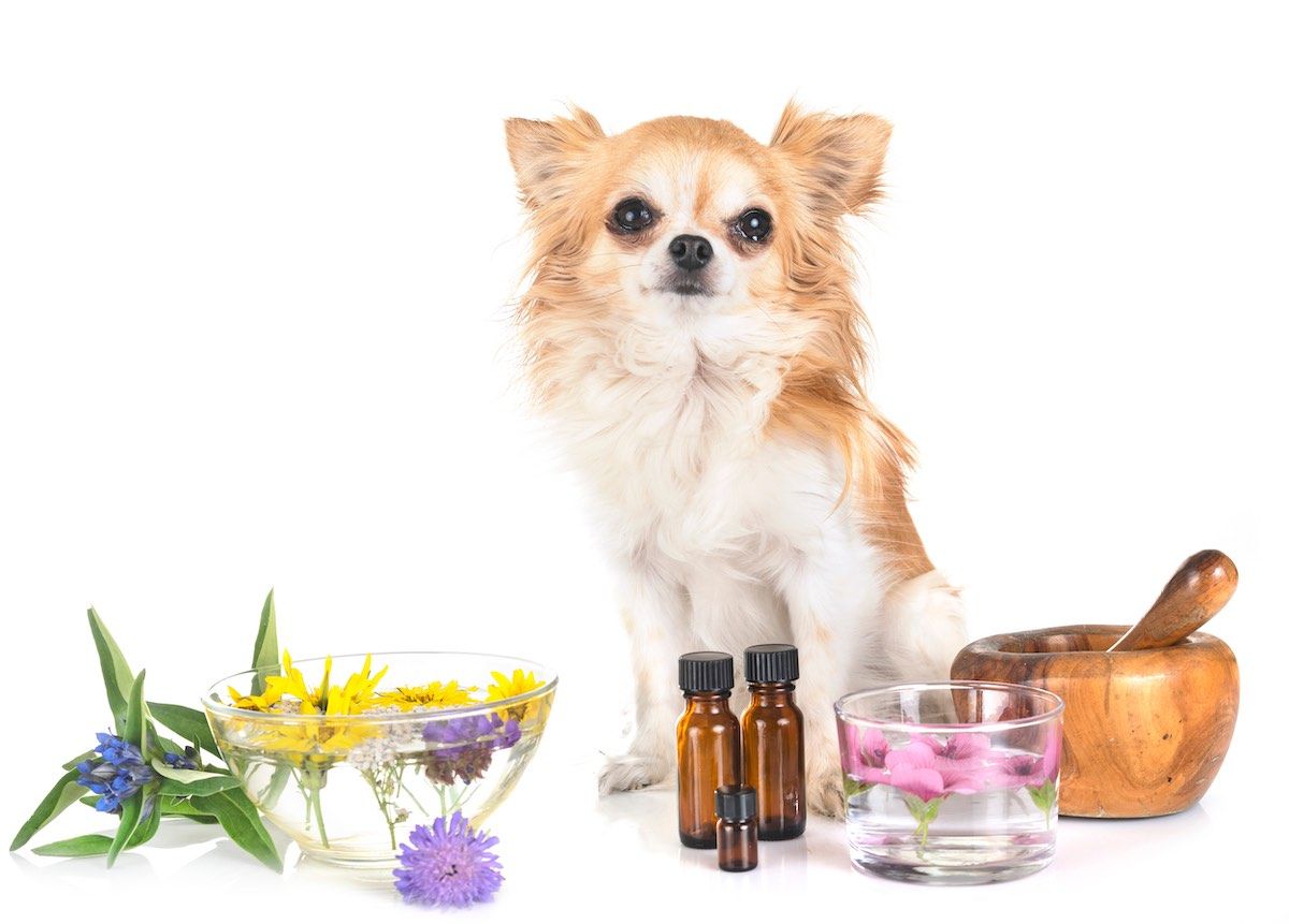 Oil for dogs good oils for healthy dogs Ewalia